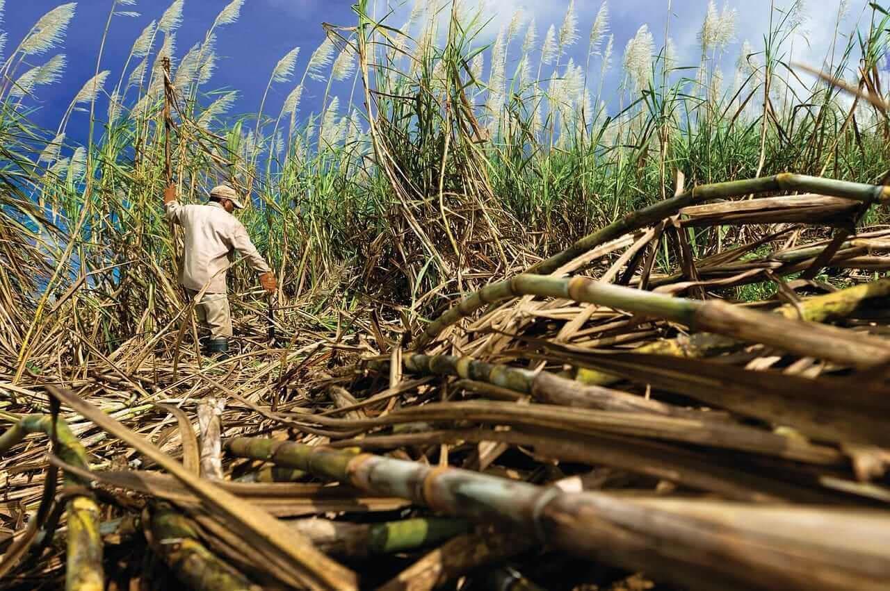 Global Sugar Boom: Africa Must Seize Sweet Opportunities