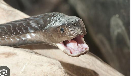 Nigeria Records 43,000 Snakebites and 2,500 Deaths Every Year